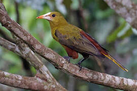 Green Oropendola