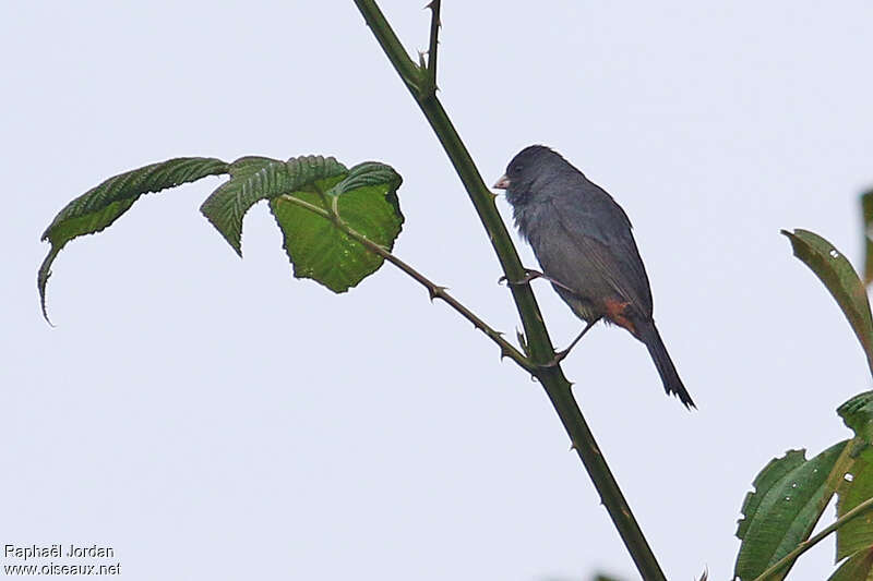 Paramo Seedeater male adult, identification