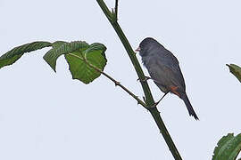 Paramo Seedeater