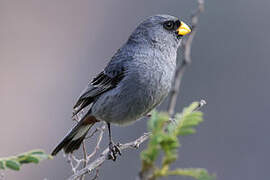 Band-tailed Seedeater