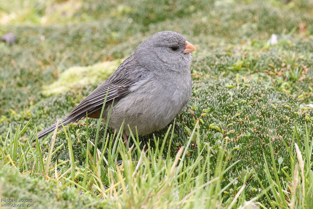 Plain-colored Seedeater male adult, identification