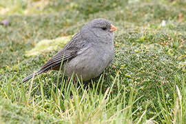 Plain-colored Seedeater