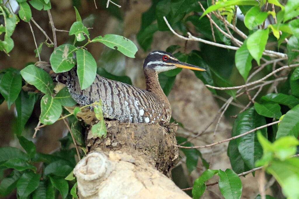 Sunbitternadult, Reproduction-nesting