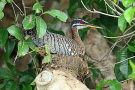 Sunbittern