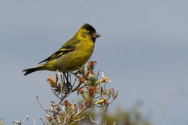 Black-chinned Siskin