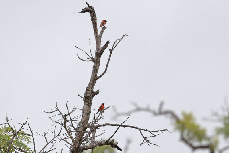 Chardonneret rouge mâle adulte