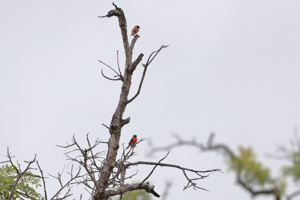 Red Siskin male adult