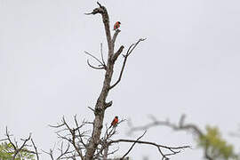 Red Siskin