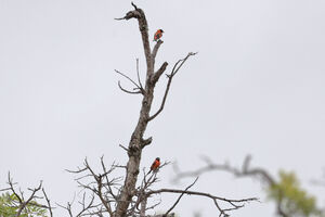 Chardonneret rouge