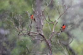 Red Siskin