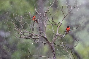 Chardonneret rouge