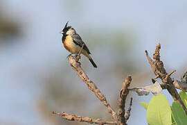 Coal-crested Finch