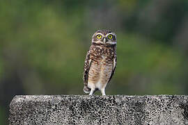 Burrowing Owl