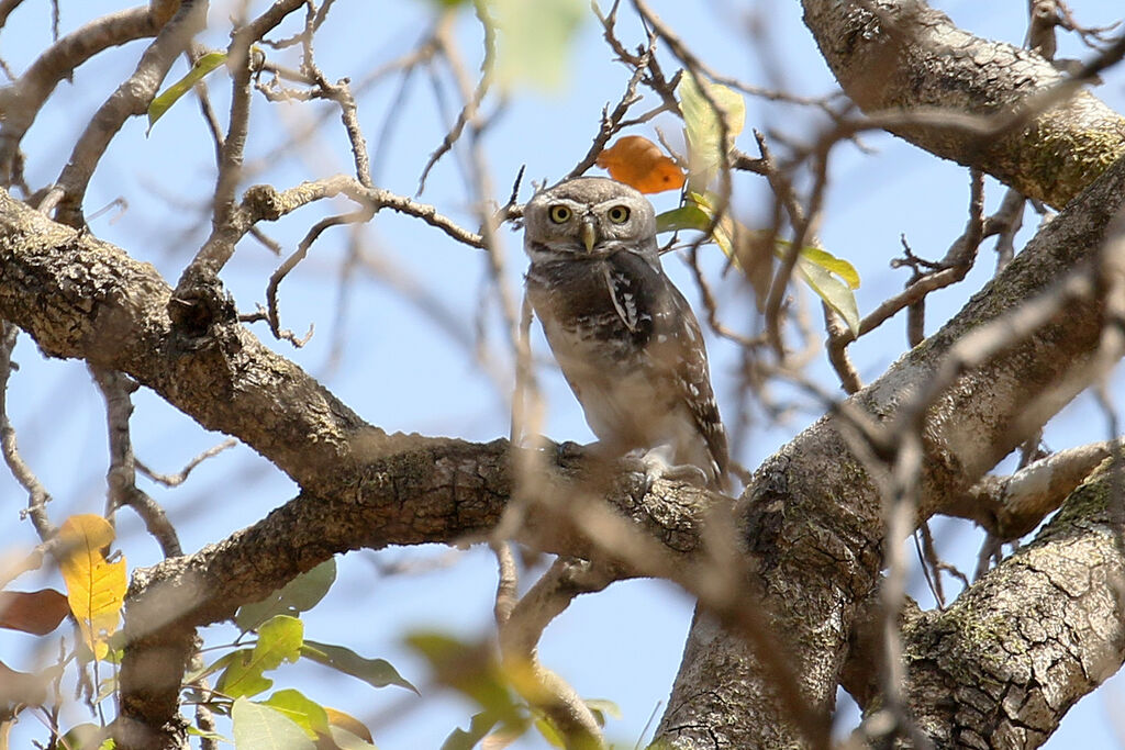 Forest Owletadult