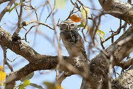 Forest Owlet