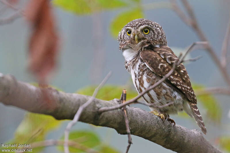 Collared Owletadult, identification
