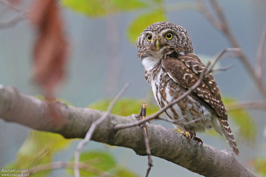 Collared Owletadult, identification