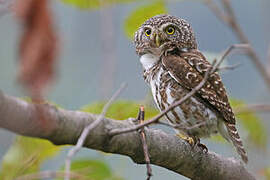 Collared Owlet