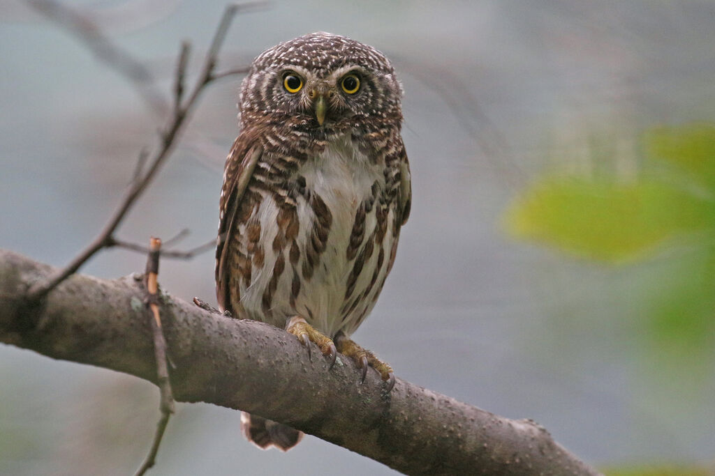 Collared Owletadult