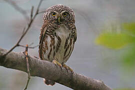 Collared Owlet