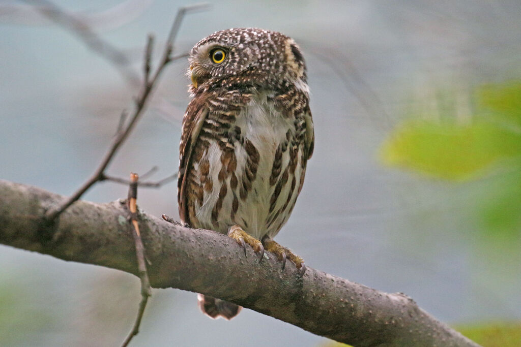 นกฮูกแคระ (Collared Owlet)