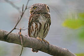 Collared Owlet