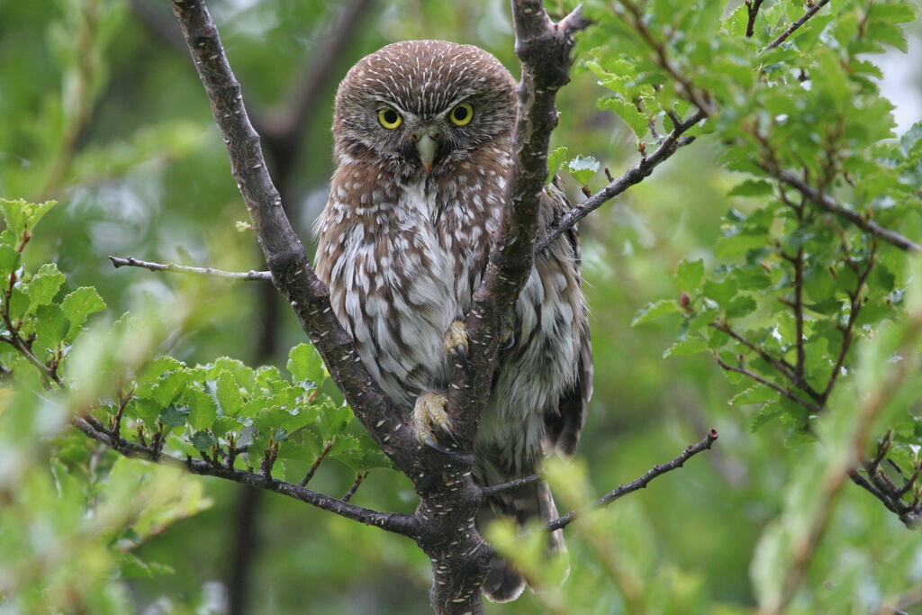 Austral Pygmy Owl