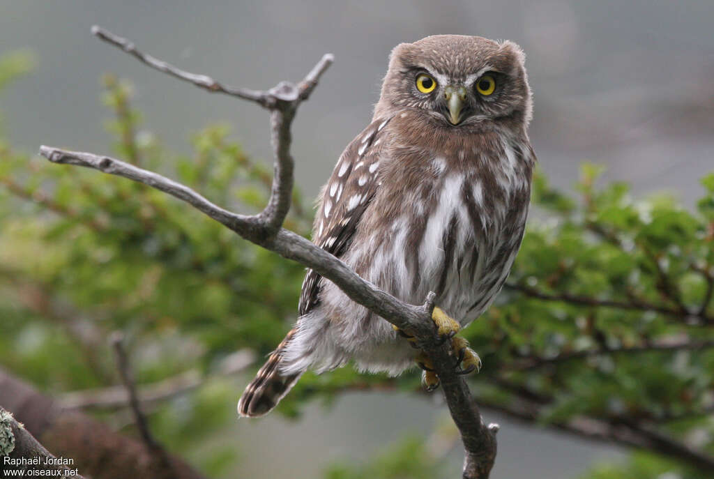 Austral Pygmy Owladult, identification