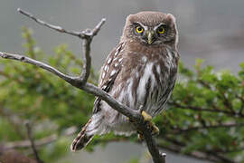 Austral Pygmy Owl