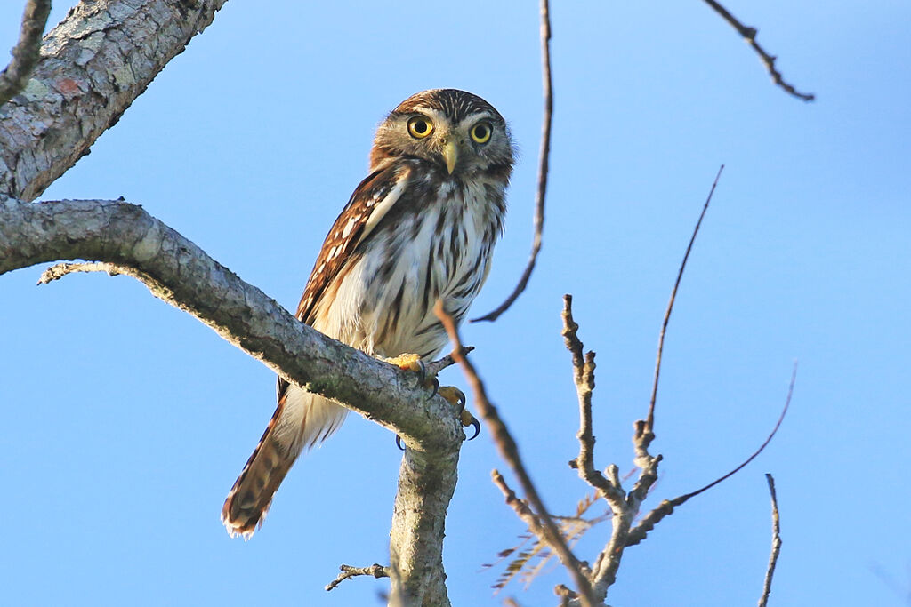 Ferruginous Pygmy Owladult