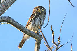 Ferruginous Pygmy Owl