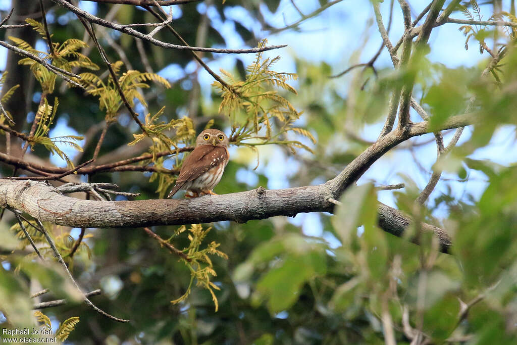 Chevêchette cabouréadulte, identification