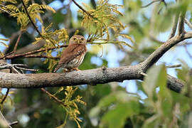 East Brazilian Pygmy Owl