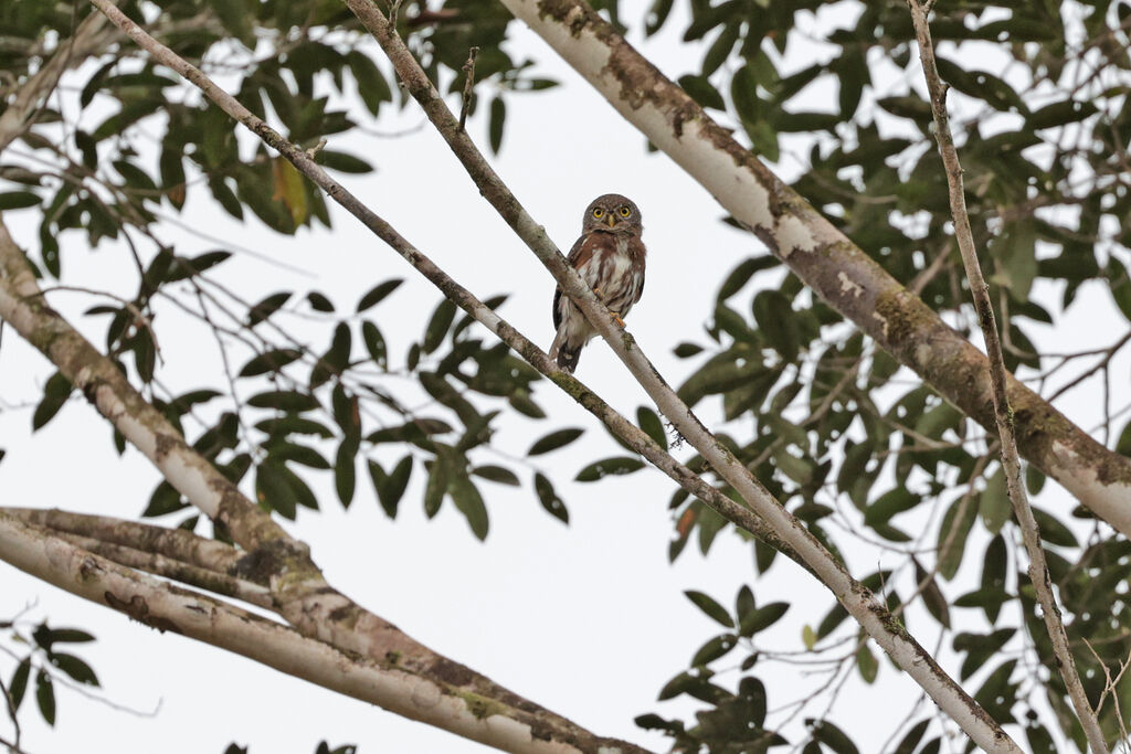 Amazonian Pygmy Owladult