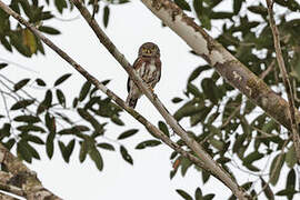 Amazonian Pygmy Owl