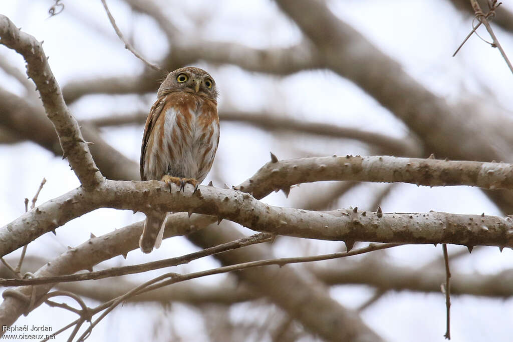 Colima Pygmy Owladult