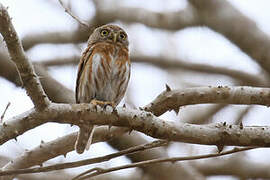 Colima Pygmy Owl