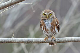 Colima Pygmy Owl