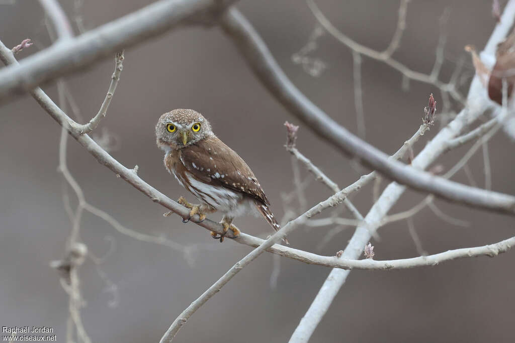 Colima Pygmy Owladult