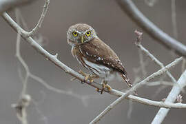 Colima Pygmy Owl