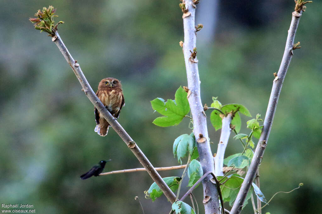 Andean Pygmy Owladult, identification