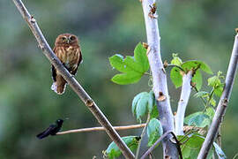 Andean Pygmy Owl