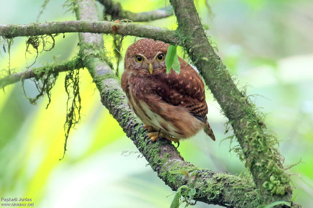 Cloud-forest Pygmy Owladult, habitat, pigmentation