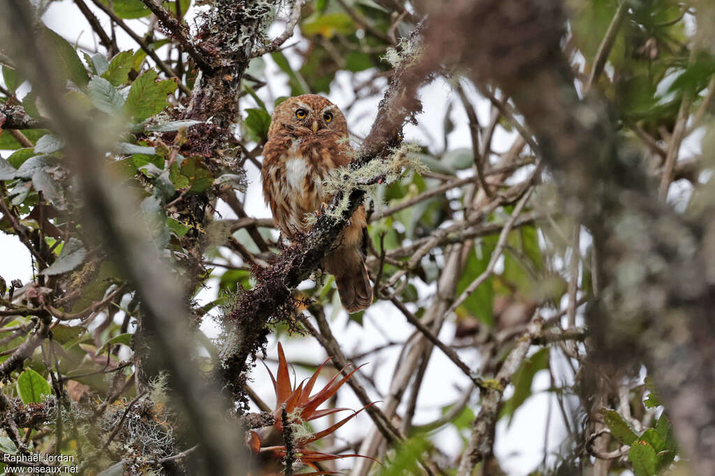 Yungas Pygmy Owladult