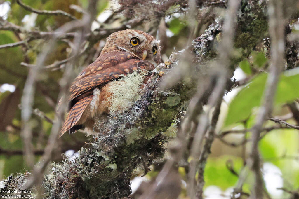 Chevêchette des yungasadulte, identification