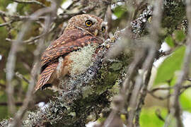 Yungas Pygmy Owl