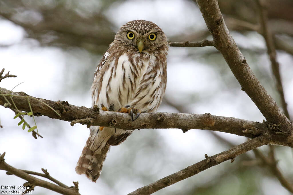 Pacific Pygmy Owladult, close-up portrait