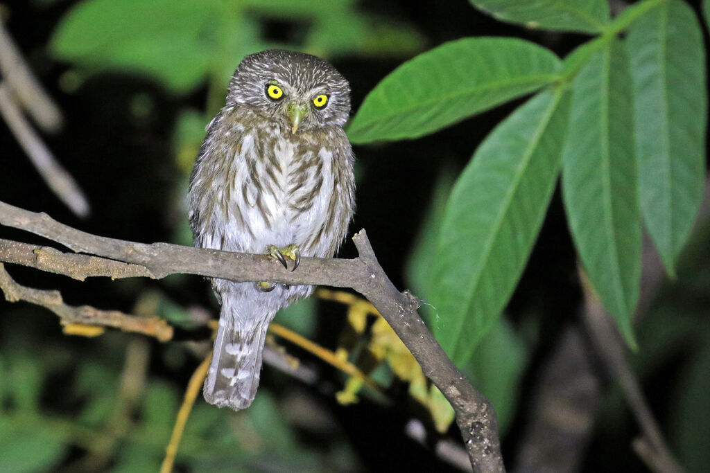 Pacific Pygmy Owl