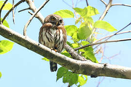 Tamaulipas Pygmy Owl