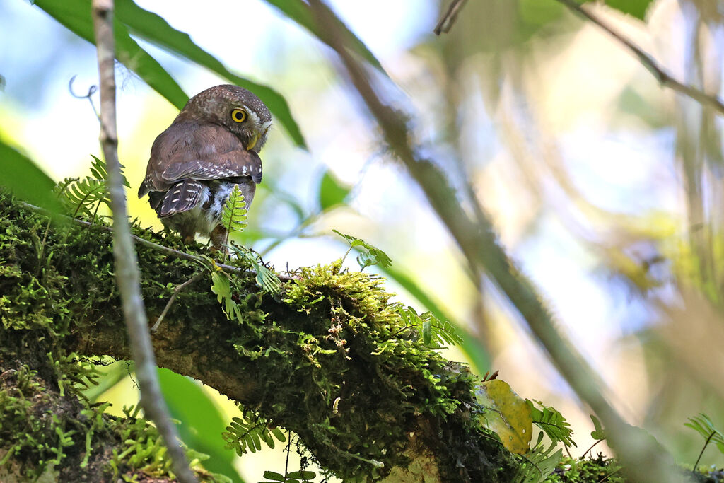 Tamaulipas Pygmy Owladult